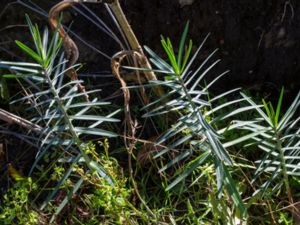 Euphorbia lathyris - Caper Spurge - Korstörel