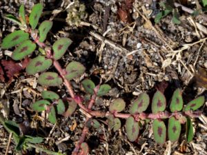 Euphorbia maculata - Spotted Spurge - Fläcktörel