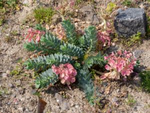 Euphorbia myrsinites - Myrtle Spurge - Myrtentörel