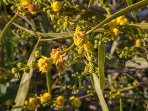Acacia saligna - Orange Wattle - Tårakacia