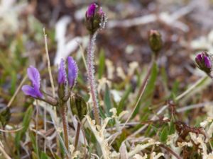 Astragalus alpinus - Alpine Milkvetch - Fjällvedel