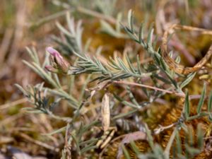 Astragalus arenarius - Arenarius Milkvetch - Sandvedel