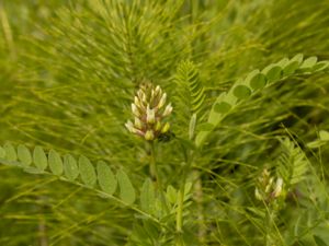 Astragalus cicer - Chickpea Milkvetch - Kikvedel