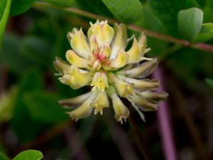 Astragalus glycyphyllos - Wild Liquorice - Sötvedel