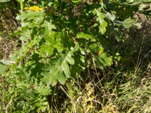 Quercus petraea - Sessile Oak - Bergek