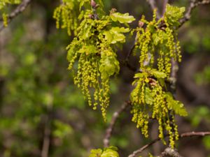 Quercus robur - Pedunculate Oak - Skogsek