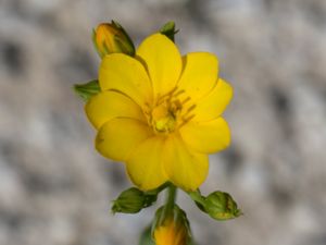 Blackstonia perfoliata - Yellow-wort - Gulört