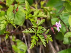 Geranium robertianum - Herb-Robert - Stinknäva