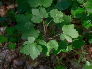 Ribes spicatum - Downy Currant - Skogsvinbär