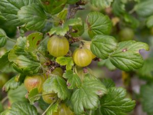 Ribes uva-crispa - Gooseberry - Krusbär