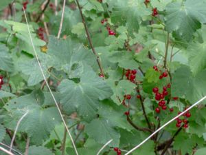 Ribes x houghtonianum - Slottsvinbär