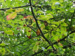 Parrotia persica - Persian Ironwood - Papegojbuske