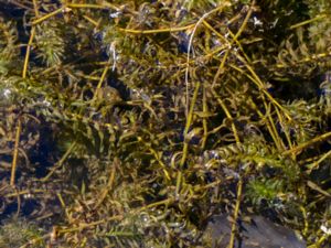 Elodea nuttallii - Western Waterweed - Smal vattenpest