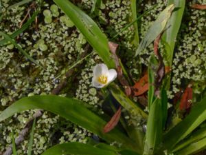 Stratiotes aloides - Water-soldier - Vattenaloe