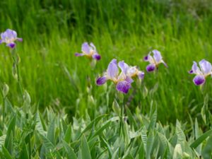 Iris germanica - German Iris - Trädgårsiris