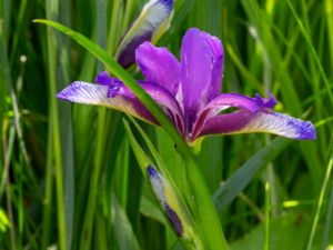 Iris graminea - Gräsiris