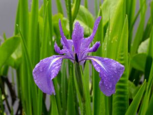 Iris laevigata - Japanese Iris - Japansk iris