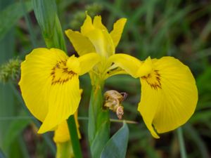 Iris pseudacorus - Yellow Iris - Svärdslilja