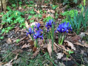 Iris reticulata - Early Bulbous Iris - Våriris