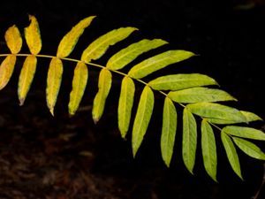 Pterocarya fraxinifolia - Caucasian Wingnut - Kaukasisk vingnöt