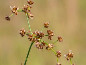 Juncus subnodulosus - Blunt-flowered Rush - Trubbtåg