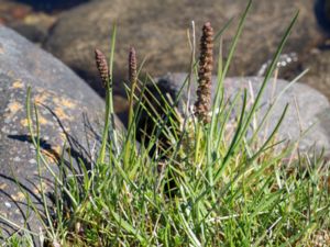 Triglochin maritima - Sea Arrowgrass - Havssälting
