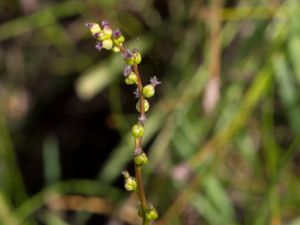 Triglochin palustris - Marsh Arrowgrass - Kärrsälting