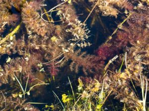Utricularia australis - Bladderwort - Sydbläddra