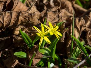 Gagea lutea - Yellow Star-of-Bethlehem - Vårlök