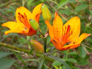 Lilium bulbiferum - Fire Lily - Brandlilja
