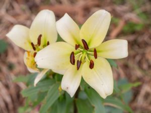Lilium x hollandicum - Flocklilja