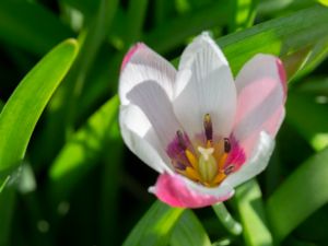 Tulipa clusiana - Lady Tulip - Italiensk tulpan