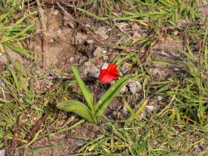 Tulipa geigerii - Strimtulpan