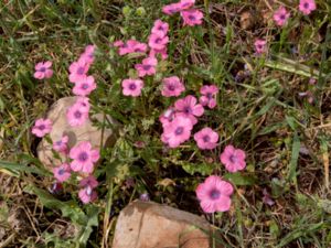 Linum pubescens - Hairy Pink Flax
