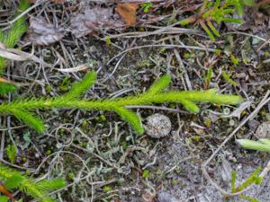 Lycopodium clavatum - Wolf's-foot Clubmoss - Mattlummer