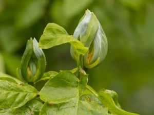 Magnolia × soulangeana - Saucer Magnolia - Praktmagnolia