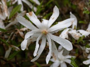 Magnolia stellata - Star Magnolia - Stjärnmagnolia