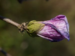 Hibiscus syriacus - Rose of Sharon - Frilandshibiskus