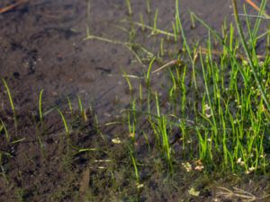 Pilularia globulifera - Pillwort - Klotgräs