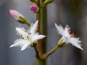 Menyanthes trifoliata - Bogbean - Vattenklöver