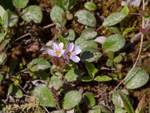 Claytonia sarmentosa - Alaska Spring Beauty