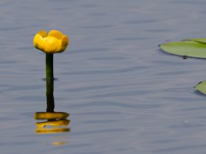 Nuphar lutea - Yellow Water-lily - Gul näckros