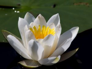 Nymphaea alba - White Water-lily - Vit näckros