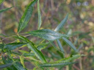 Fraxinus angustifolia - Narrow-leaved Ash - Smalbladig ask