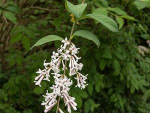Syringa josikaea - Hungarian Lilac - Ungersk syren