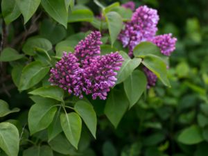 Syringa vulgaris - Lilac - Syren