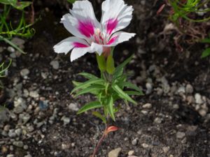 Clarkia amoena - Farwell to Spring - Atlasblomma