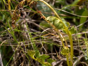Botrychium lunaria - Moonwort Grape-fern - Månlåsbräken