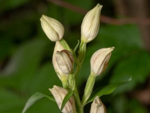 Cephalanthera damasonium - White Helleborine - Stor skogslilja