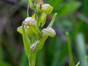Coeloglossum viride - Frog Orchid - Grönkulla